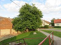 Třibřichy