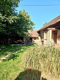 Třibřichy