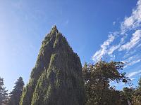 Olešná