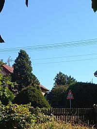 Třibřichy