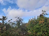 Olešná