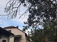 Olešná