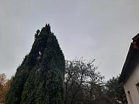 Olešná