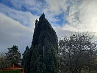 Olešná