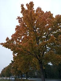 Kopřivnice, Vlčovice