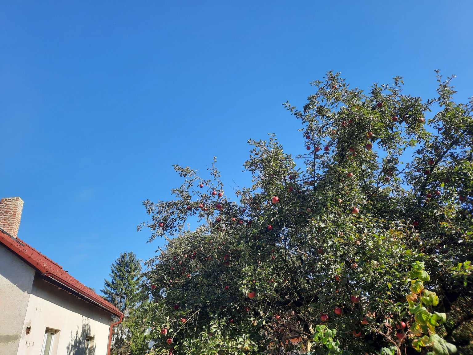 Olešná