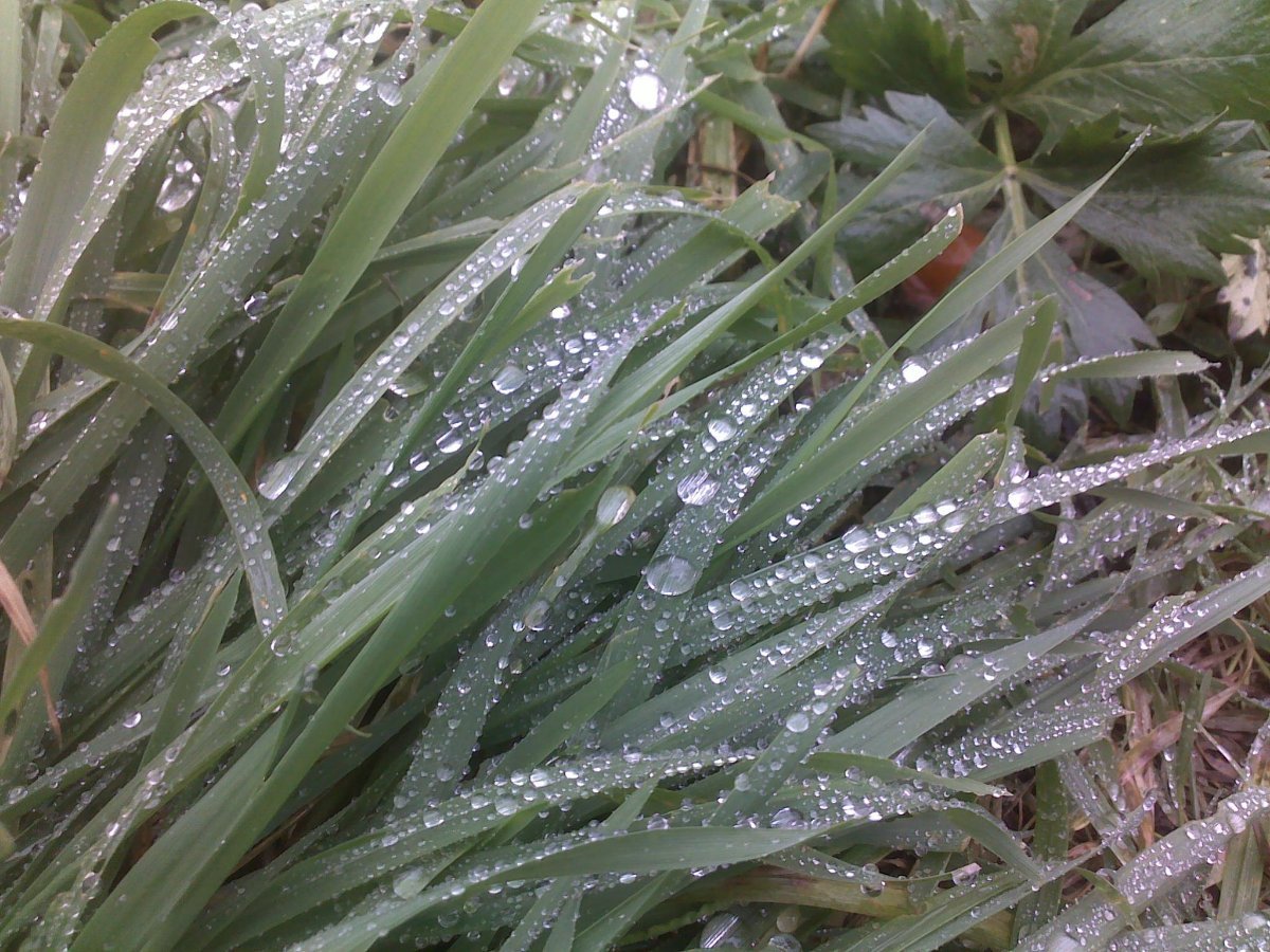 Třebechovice pod Orebem