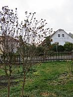 Třibřichy
