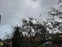 Olešná