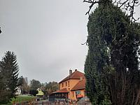 Olešná