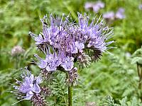 Hrnčiarovce nad Parnou