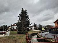 Olešná